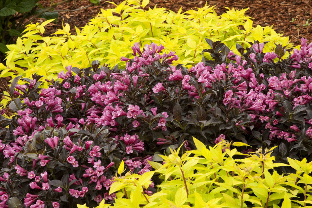 Weigela wine and roses companion plants Idea